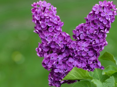 开云体育在线-当不朽遇见无解，詹姆斯史诗夜与篮球之神的对话