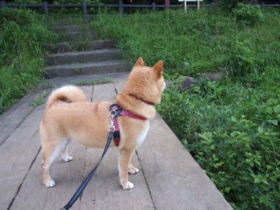 开云体育APP下载-当城墙重铸，利刃在手，湖人制霸马刺背后的福克斯冠军启示录