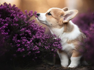 开云体育登录-洪都拉斯狂胜乌克兰，格列兹曼化身冷夜关键先生，战术奇袭颠覆欧洲铁骑