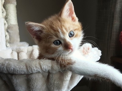 开云体育官网-西甲国家德比之夜，星辰对决的东方血脉