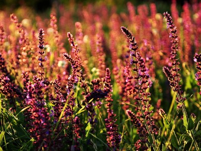 开云体育中国-欧冠焦点战启示录，从开拓者粉碎马刺看逆境反击的哲学