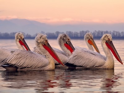 开云体育下载-加时鏖战，迪亚斯一锤定音！塞内加尔力克乌克兰夺关键胜利