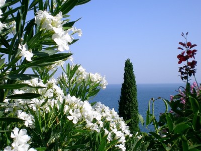 开云体育app-西亚卡姆关键时刻挺身而出，广东队打穿老鹰展现实力