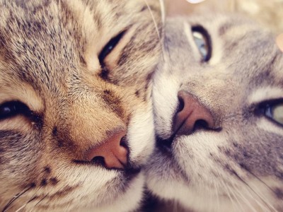 开云体育中国-格纳布里独奏，一己之力撕碎瑞典防线，拜仁欧冠之路尽显王者气象