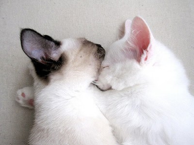 开云体育官方网站-双星共耀，当多特蒙德的星河遇见本泽马的孤月