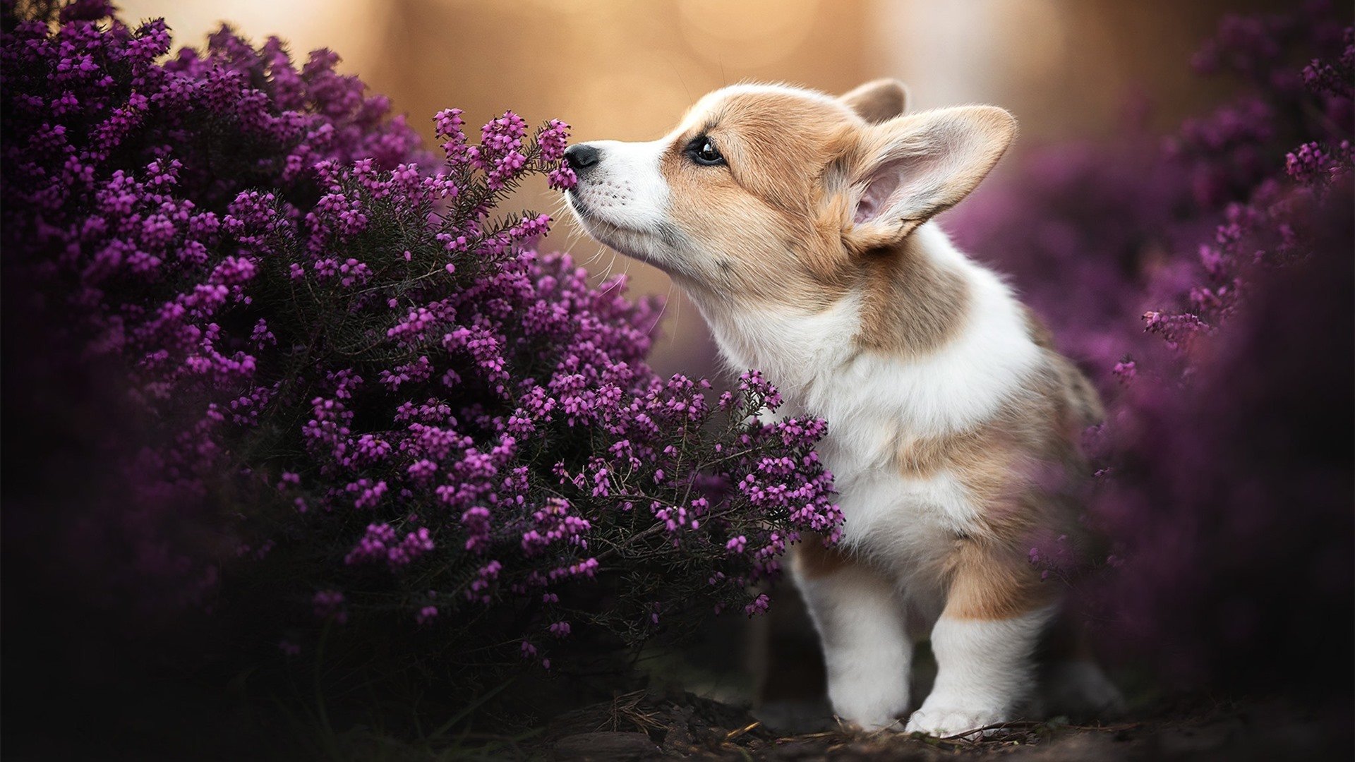 凯尔特人对阵辽宁队，杜兰特的孤军奋战与团队荣耀