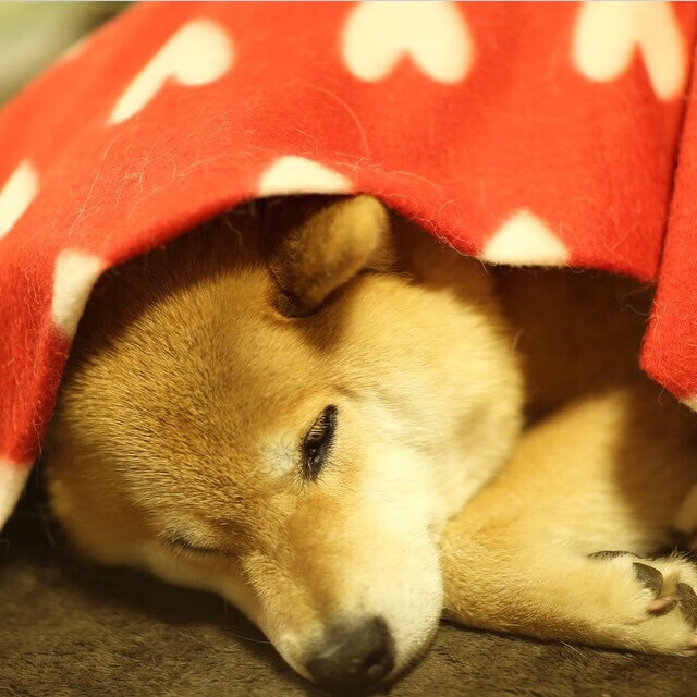 字母哥狂飙50分！吉林队跨洲逆袭，全面压制凯尔特人夺冠