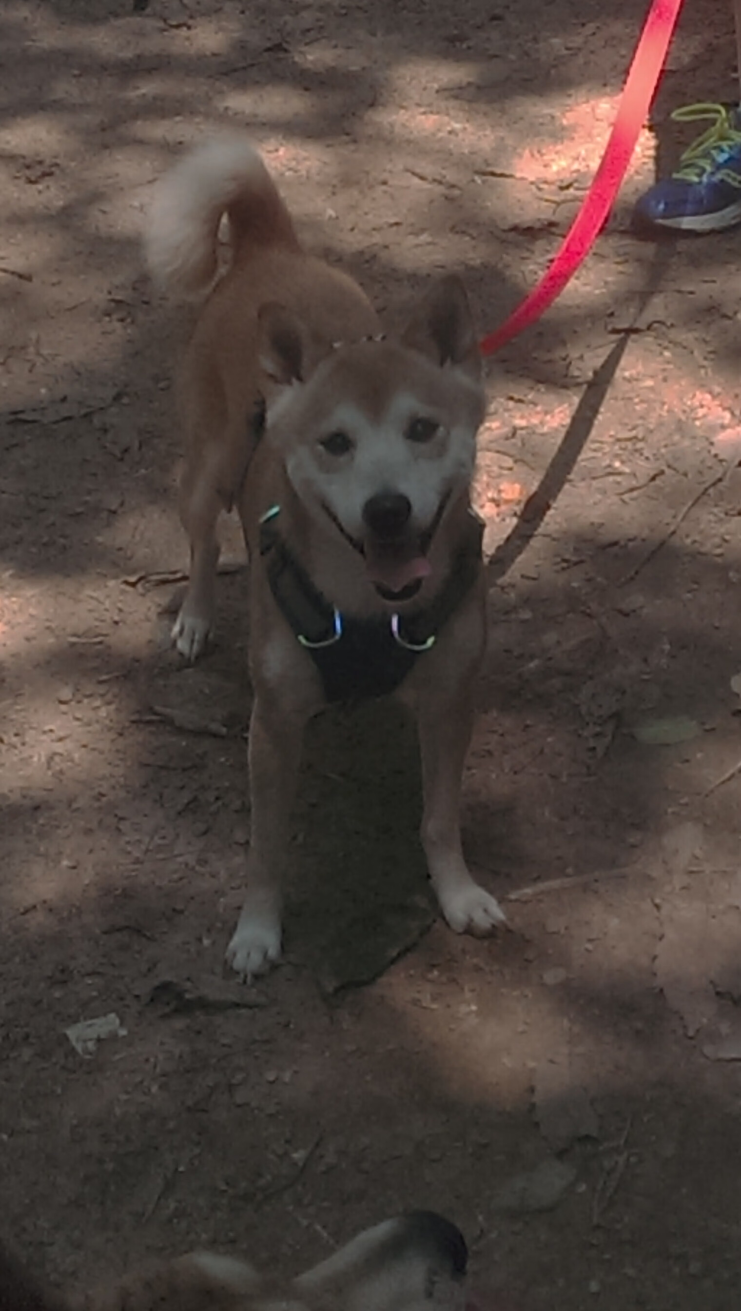 奇迹屠宰场，猛龙铁网下独行侠的陨落