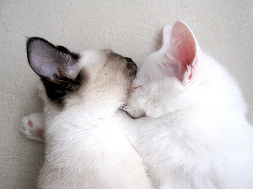 双星共耀,当多特蒙德的星河遇见本泽马的孤月