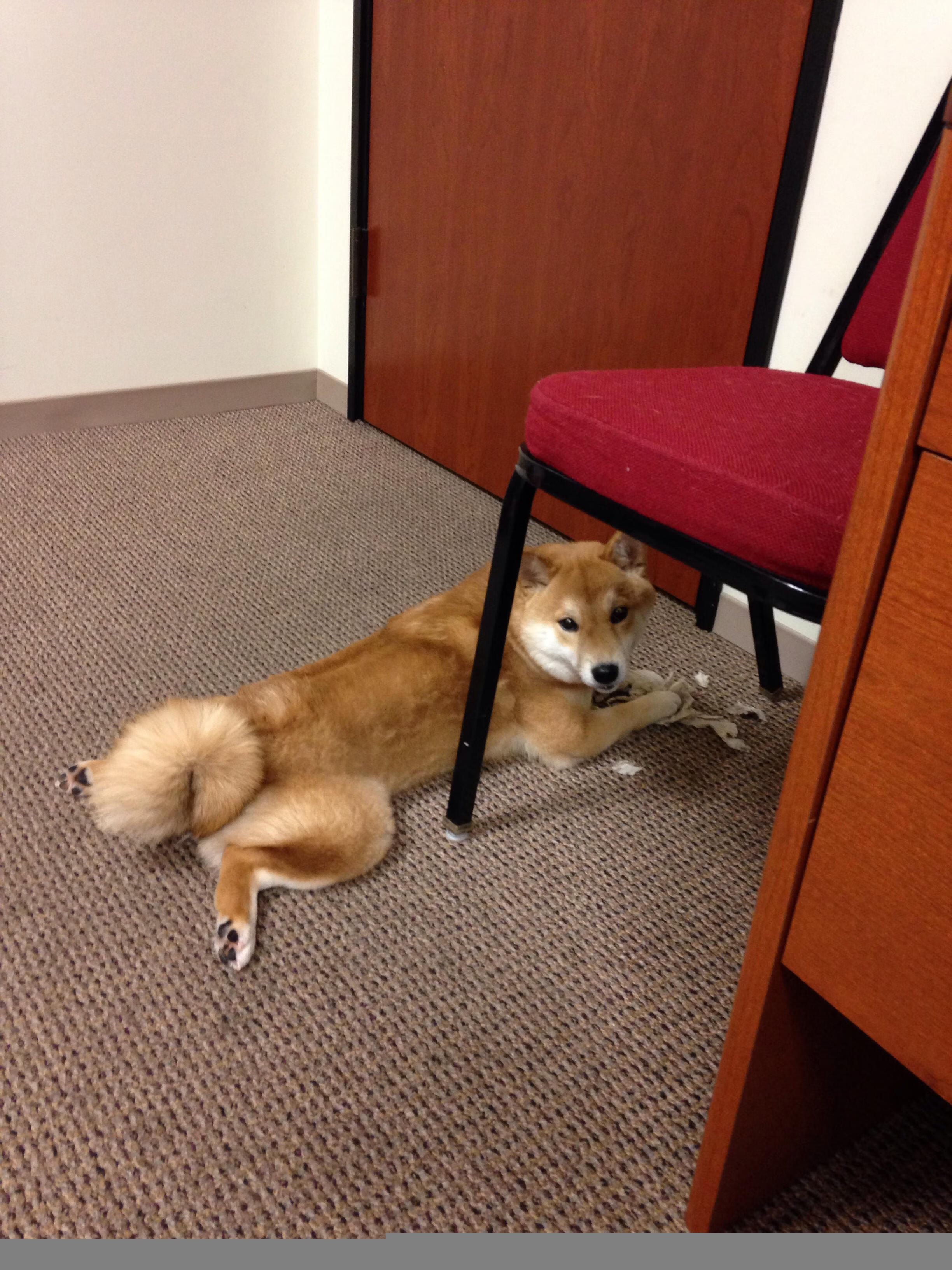 公牛激战广厦，哈利伯顿制胜表现引领胜利