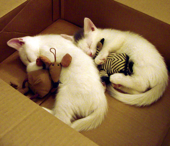 东西方赛场同演逆转好戏，广厦掀翻浙江，拉梅洛东决封神