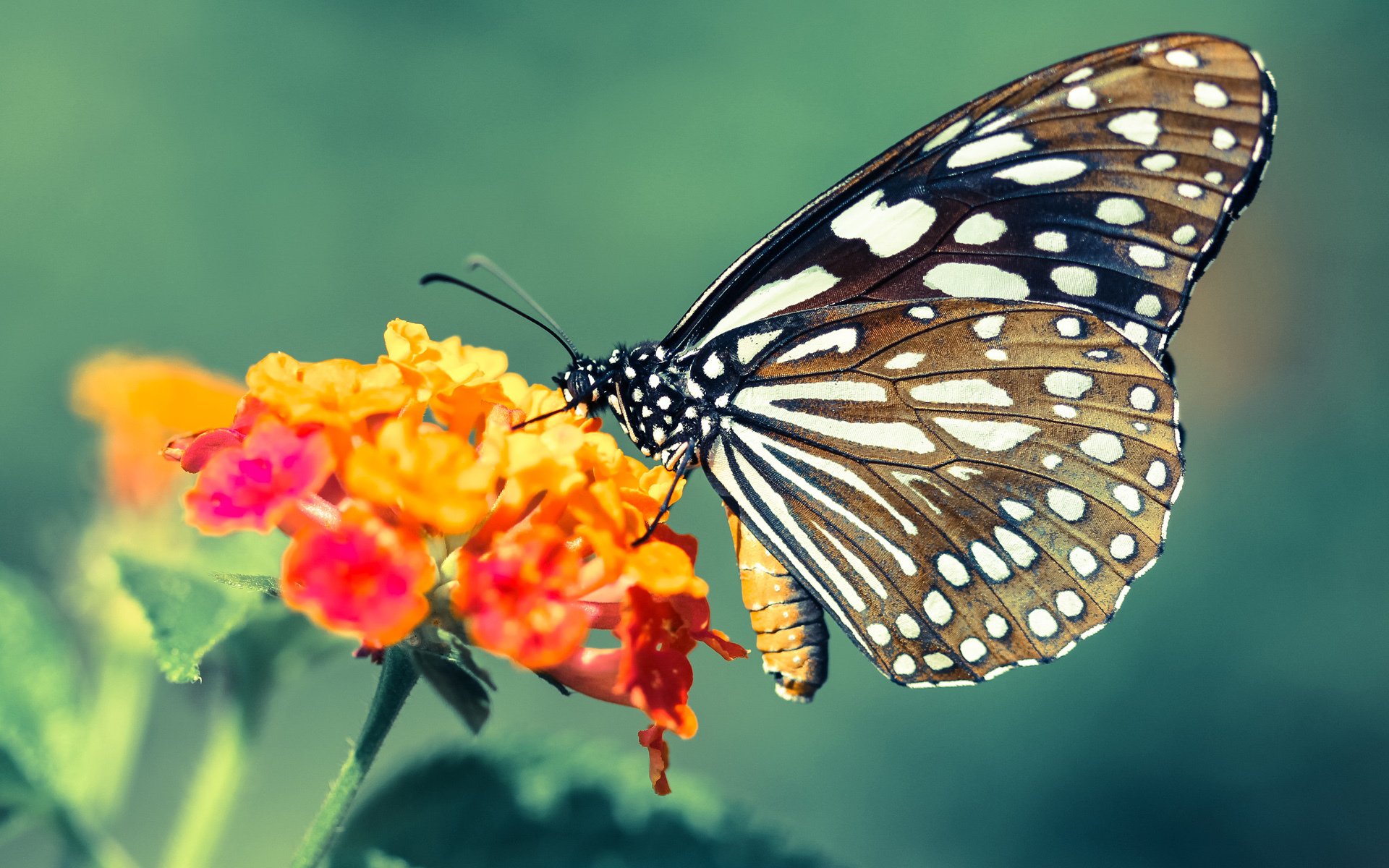 战术完胜与孤胆英雄，日本全面压制下，努涅斯一剑封喉