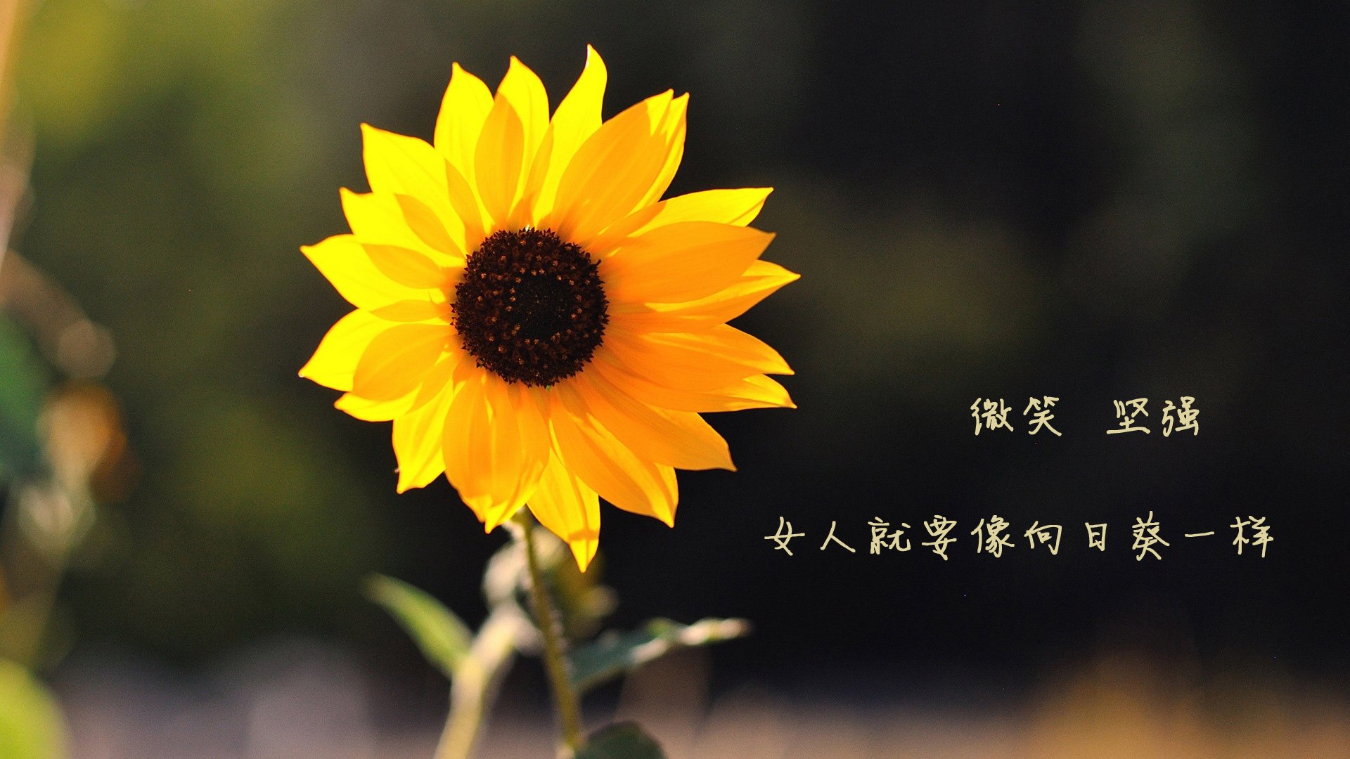 大将军的号角，范弗利特带队击溃步行者，火箭强势晋级直指西区