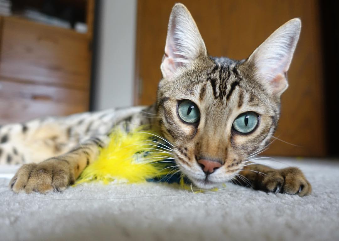 蓝鹰折翼基辅逆袭，聚焦欧冠淘汰赛悬念丛生