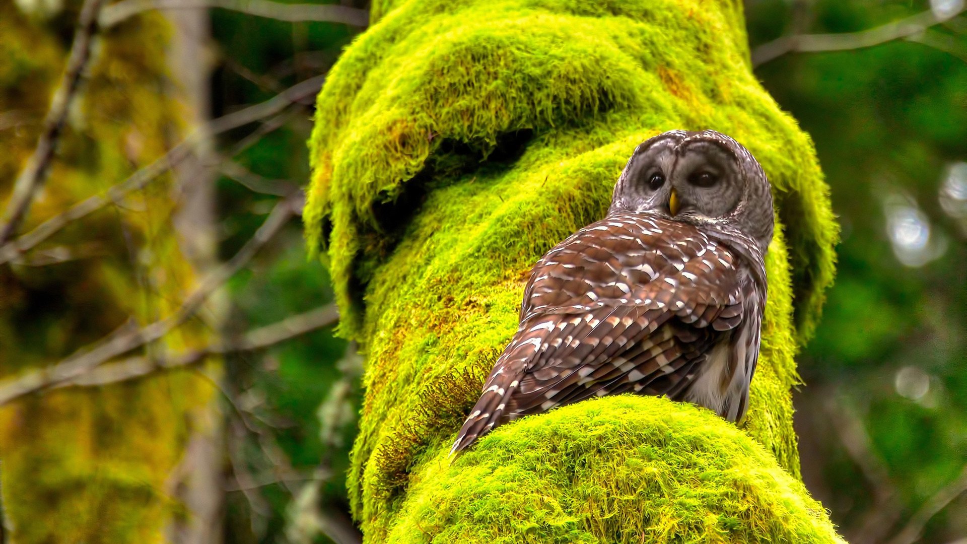 血洗吉林，拉梅洛上演恐怖三双！这记三分改写比赛命运，他已成联盟新王炸？