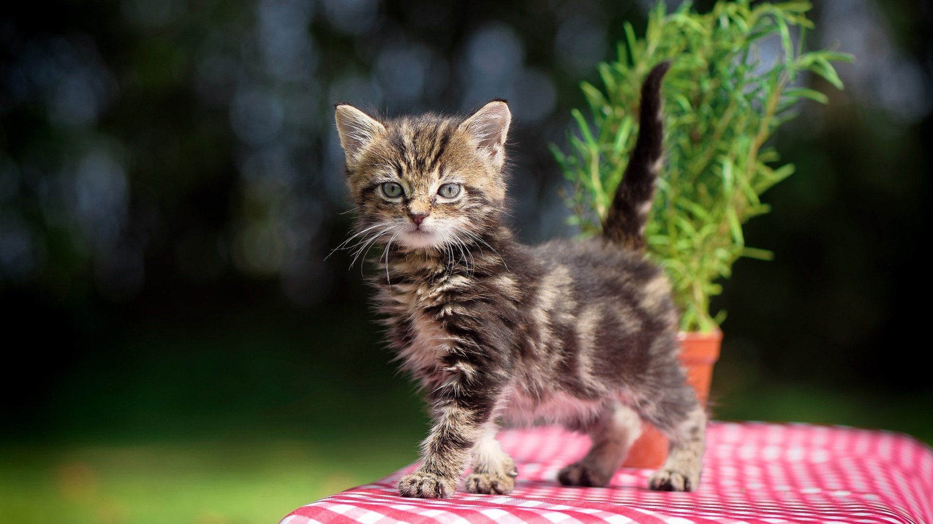 硝烟中的舞者，格列兹曼于世界排名争夺夜的永恒杀伤力