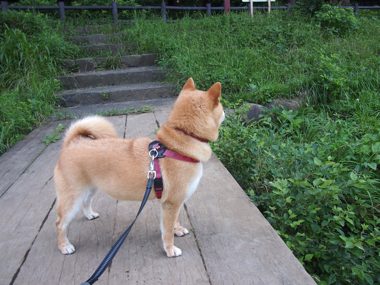 当城墙重铸，利刃在手，湖人制霸马刺背后的福克斯冠军启示录