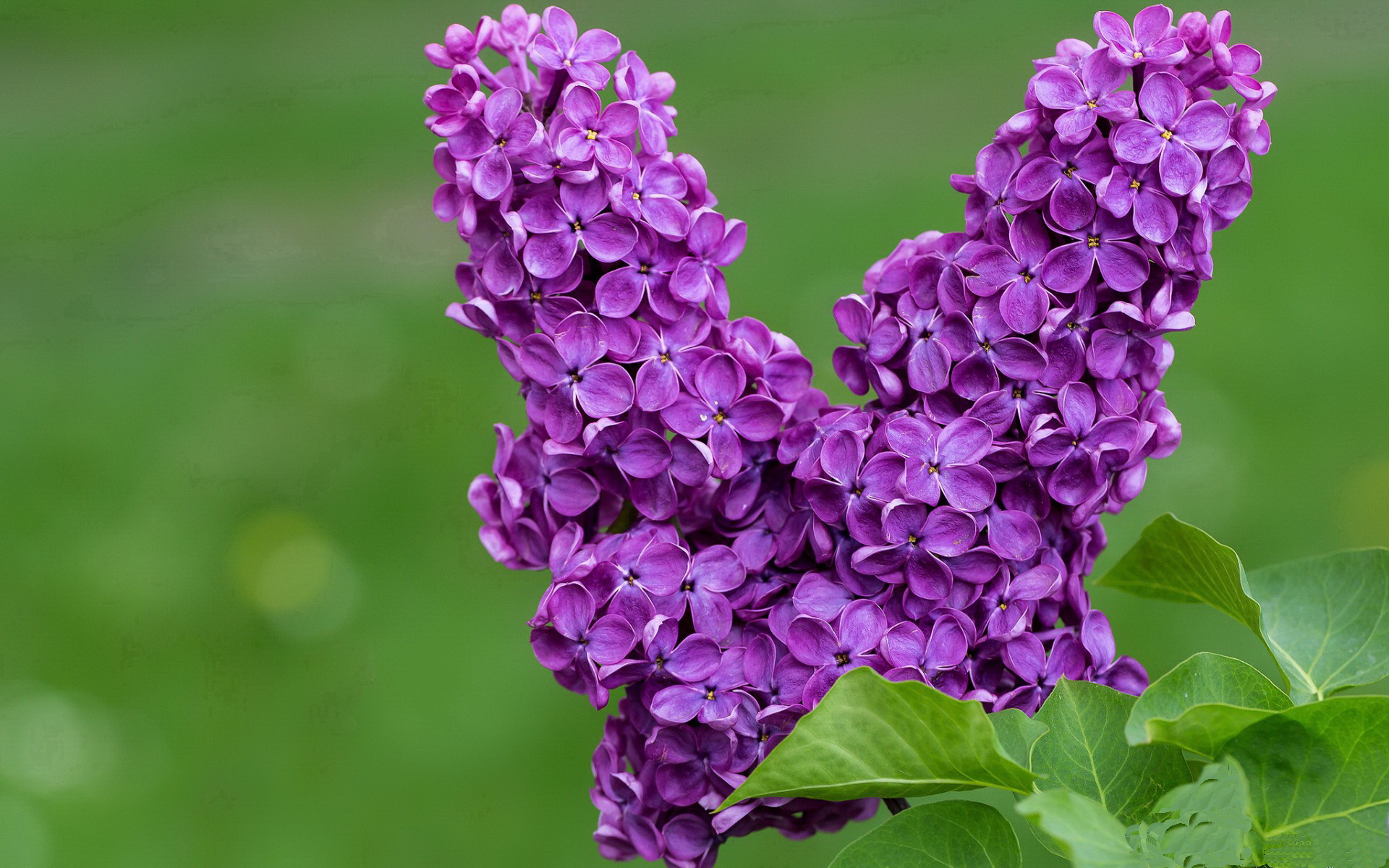 崩塌的堡垒与不熄的火山，当曼联提前落幕，奥斯梅恩诠释何谓稳定输出